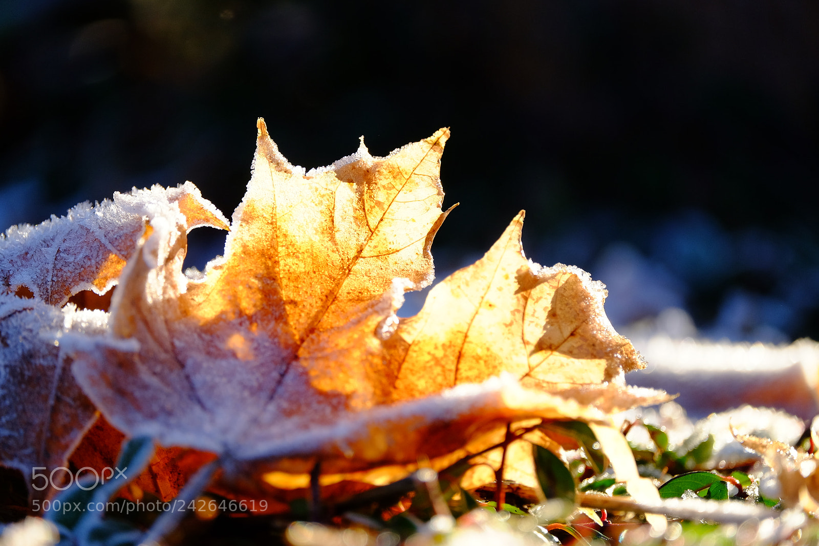 Fujifilm X-T10 sample photo. Untitled photography