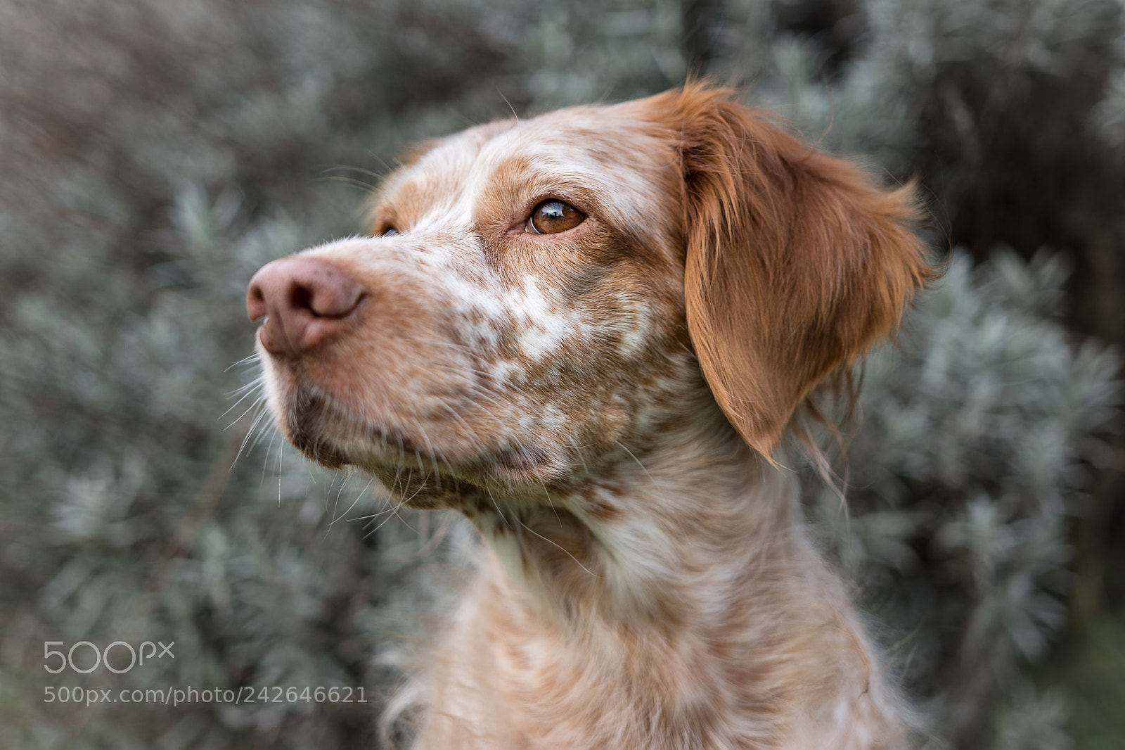 Nikon D7200 sample photo. Lavender bokeh photography