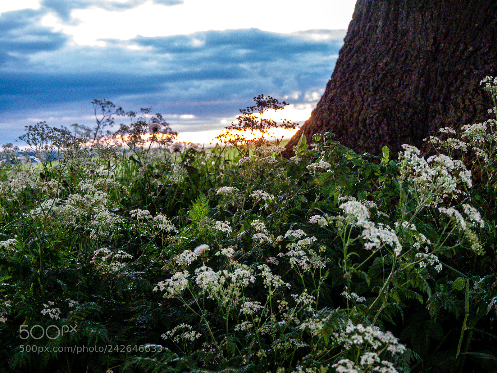 Panasonic DMC-G70 sample photo. Trees on countryside photography