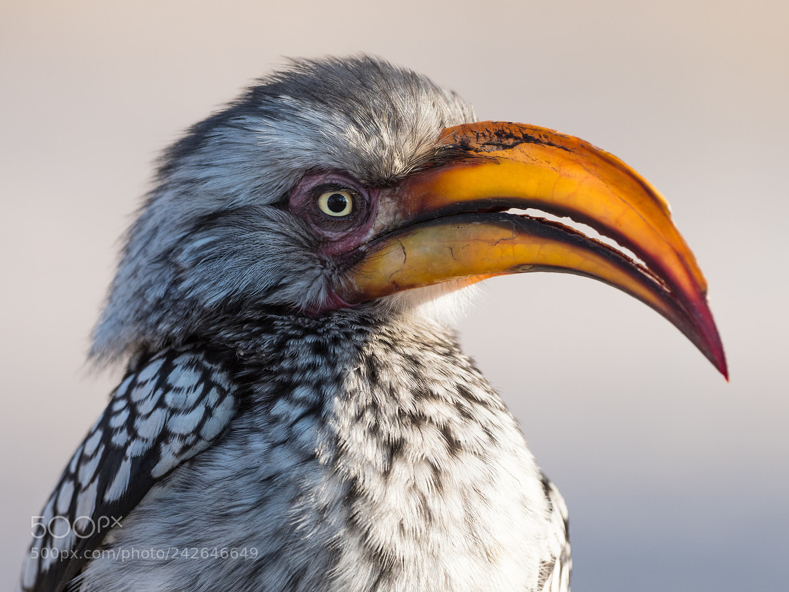 Olympus OM-D E-M1 Mark II sample photo. Hornbill portrait photography