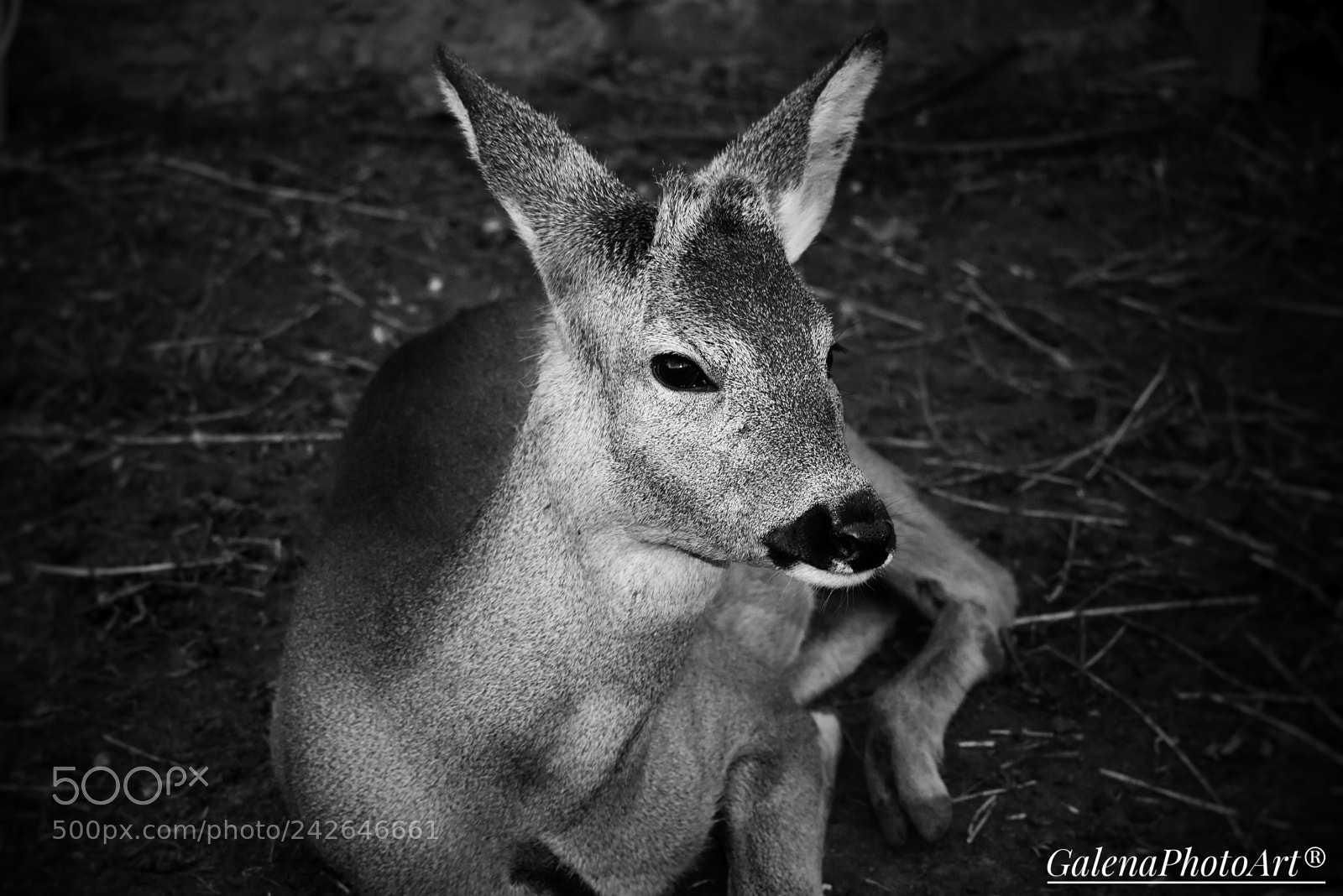 Nikon D3400 sample photo. Deer in serbia photography