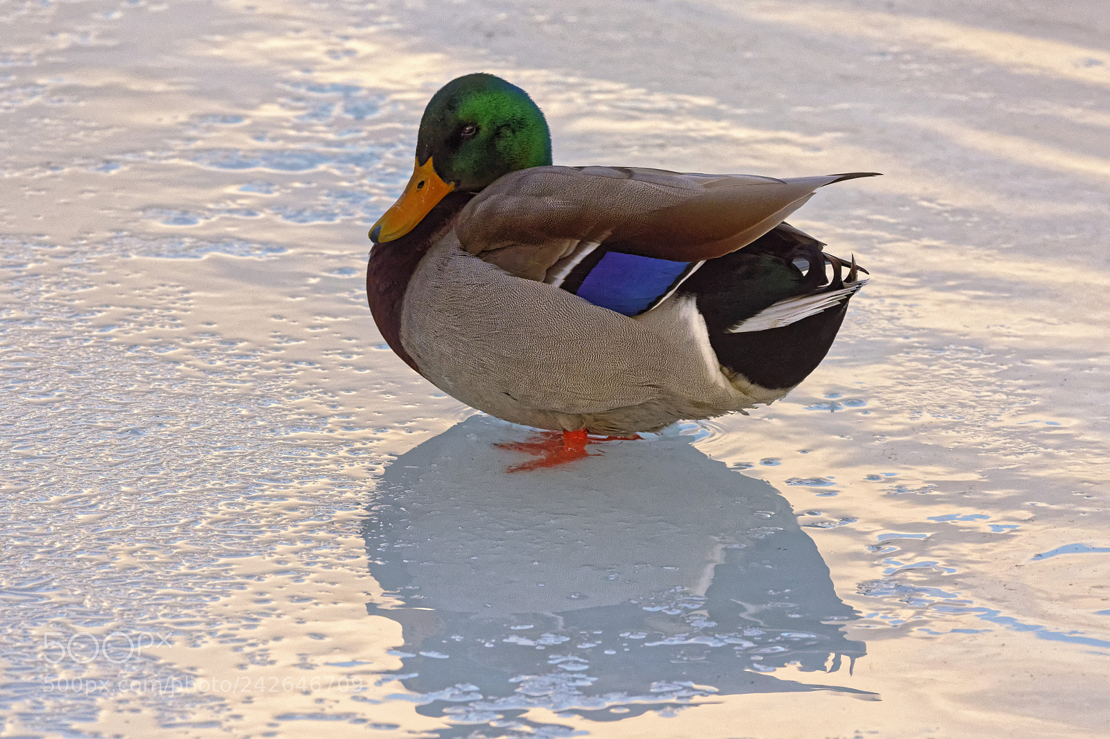 Nikon D7200 sample photo. Reflections on ice photography