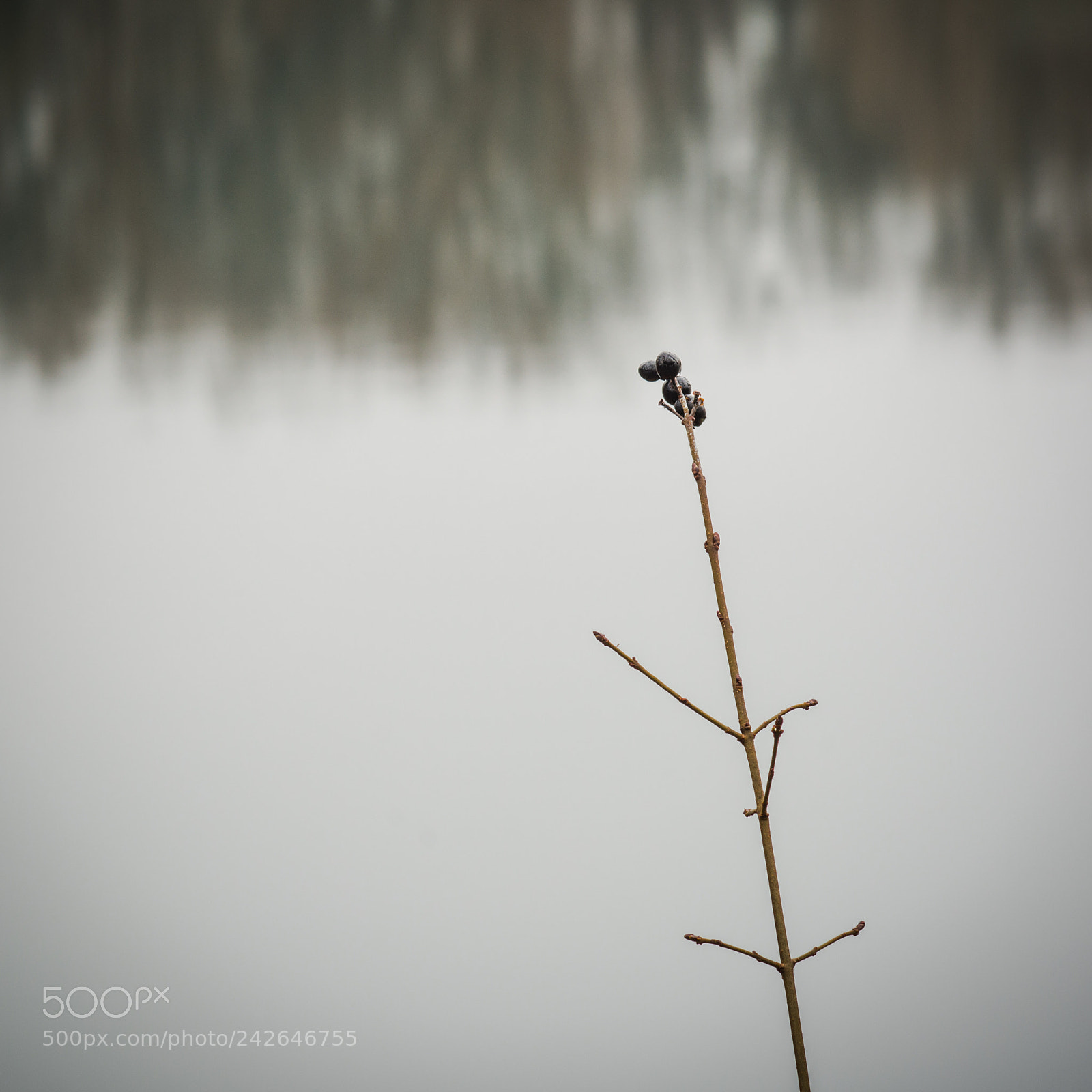 Nikon D7100 sample photo. Autumn in january photography