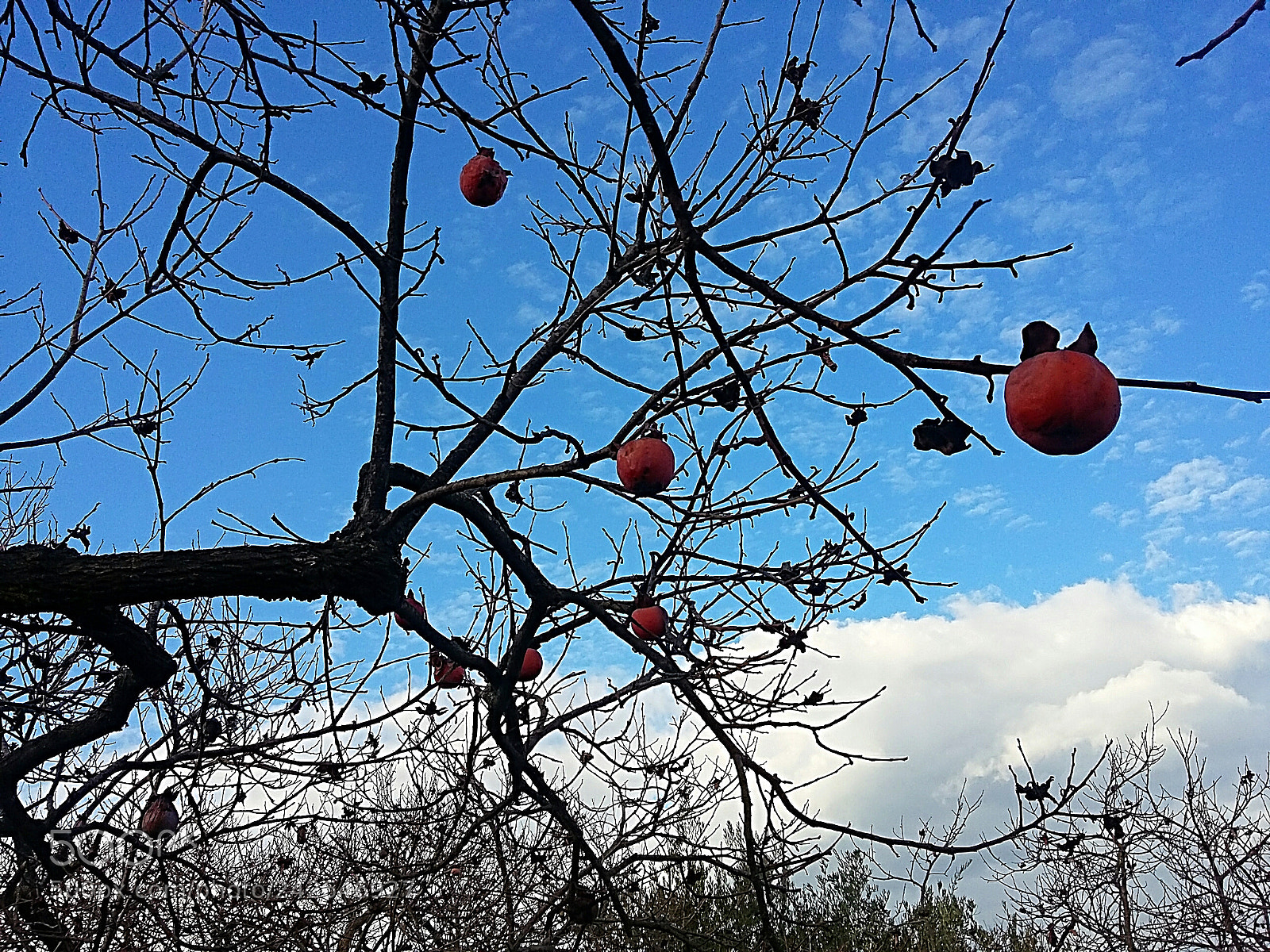 Samsung Galaxy Grand Prime sample photo. Bare branches of persimmon photography
