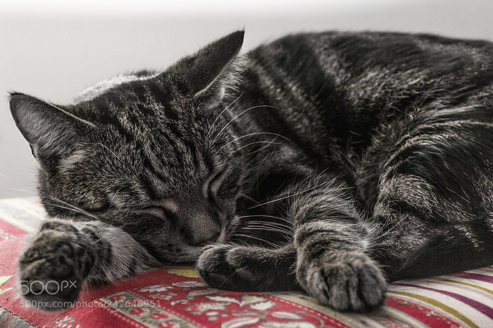 Nikon D3100 sample photo. Mici cat photography