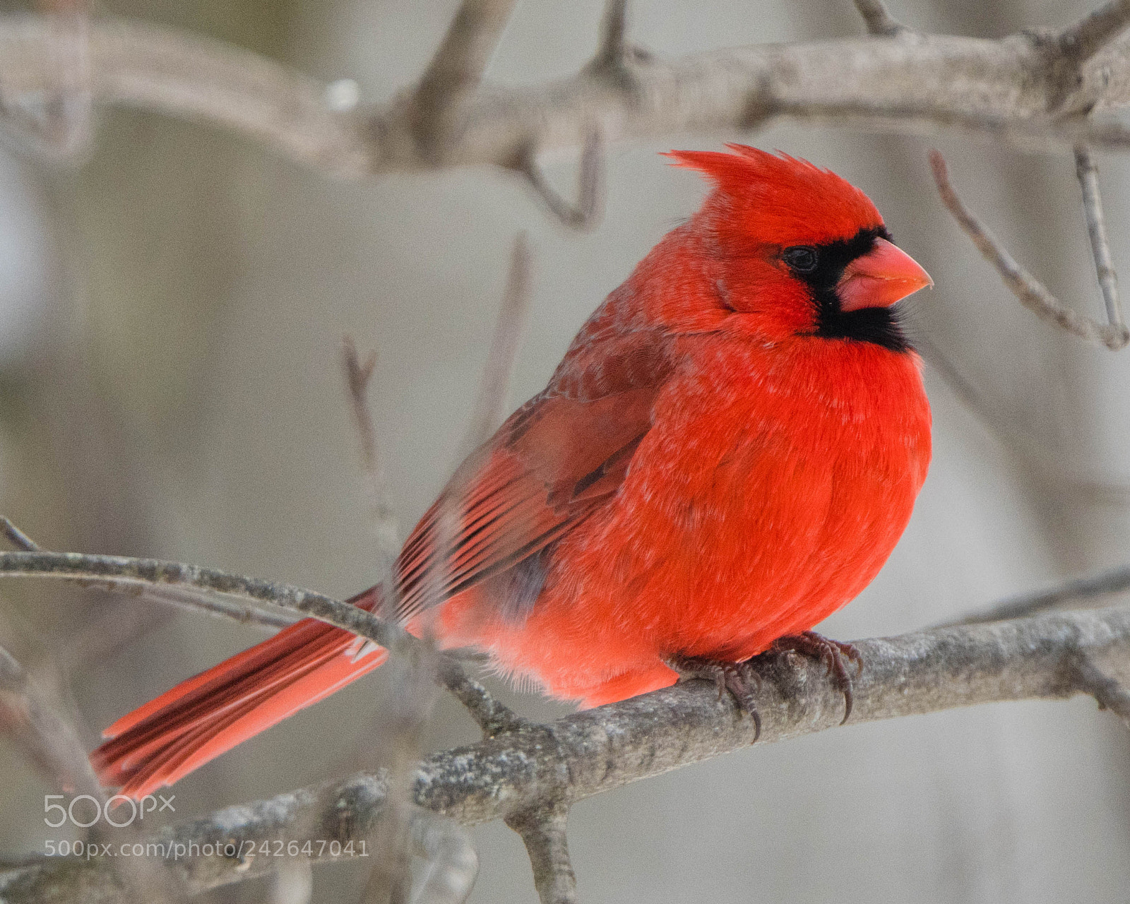 Nikon D850 sample photo. Snowy cardinal in january! photography