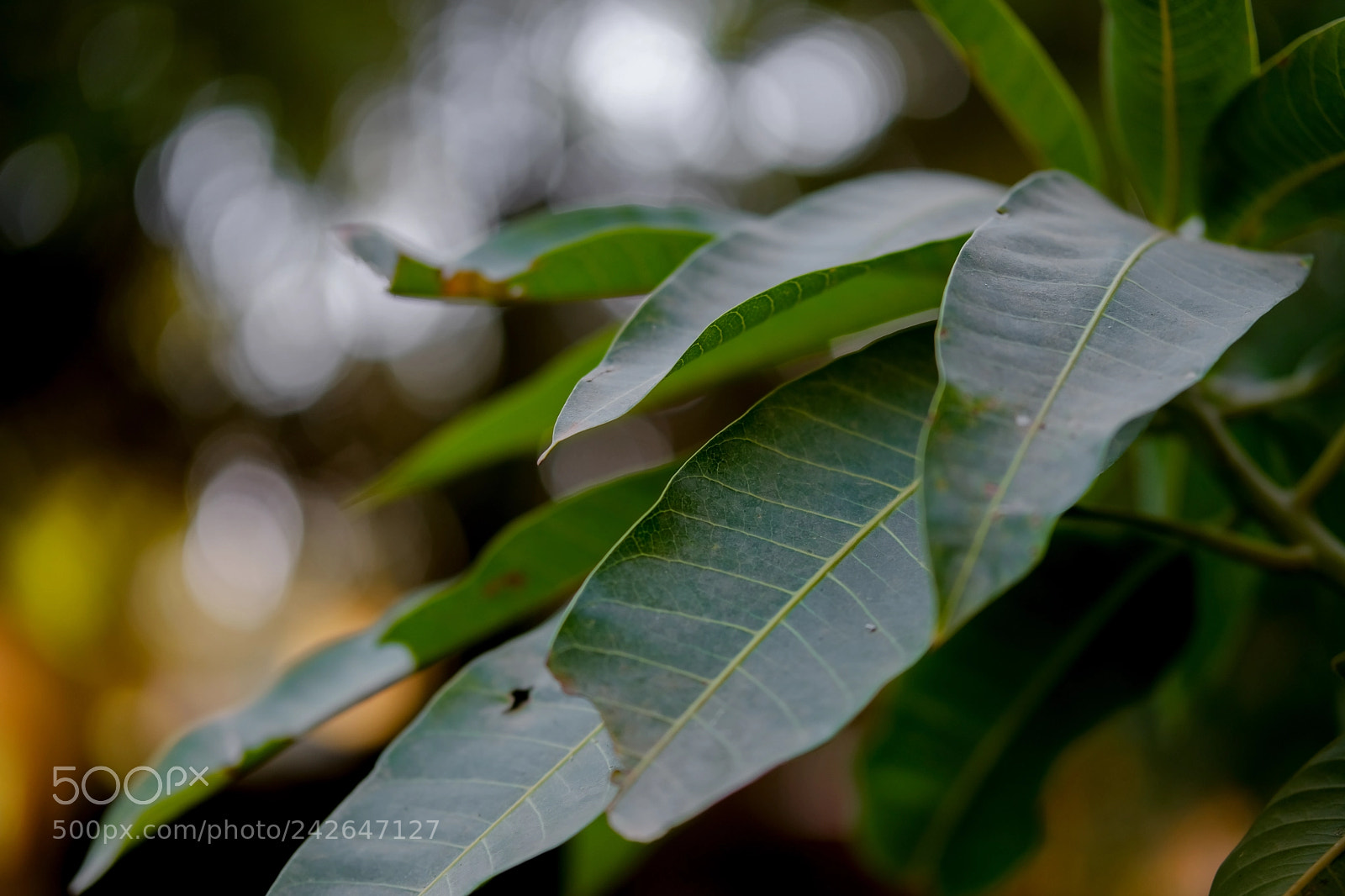 Fujifilm X-T20 sample photo. Green photography