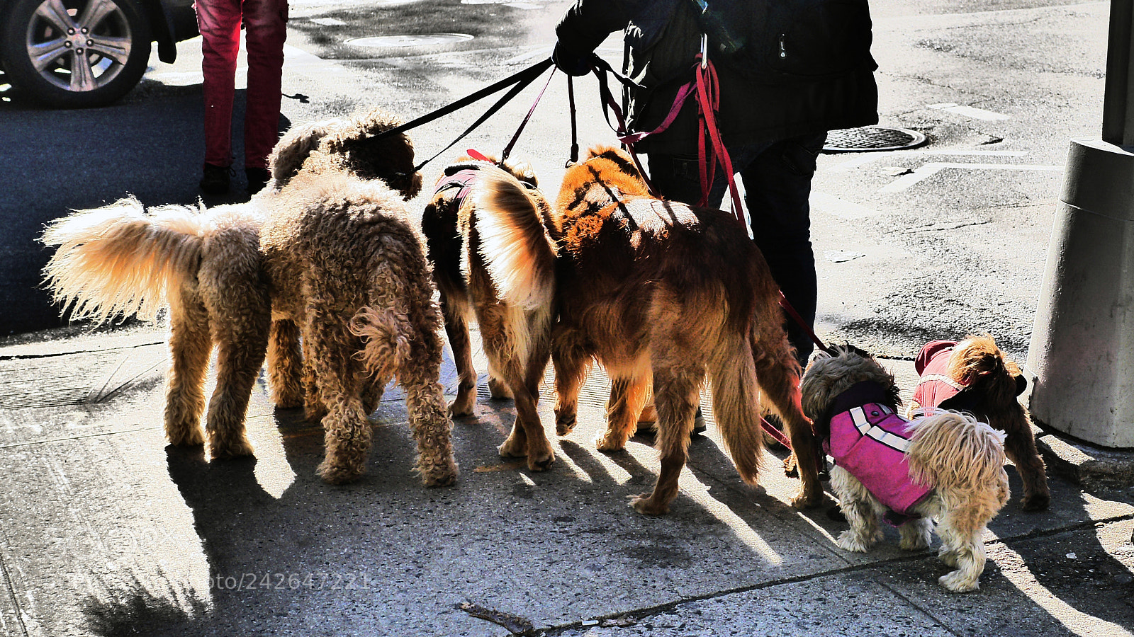 Panasonic Lumix DMC-GH3 sample photo. Ny dogs photography
