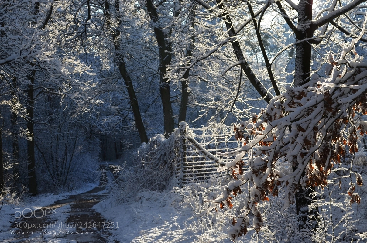 Nikon D5100 sample photo. Winter paths... photography