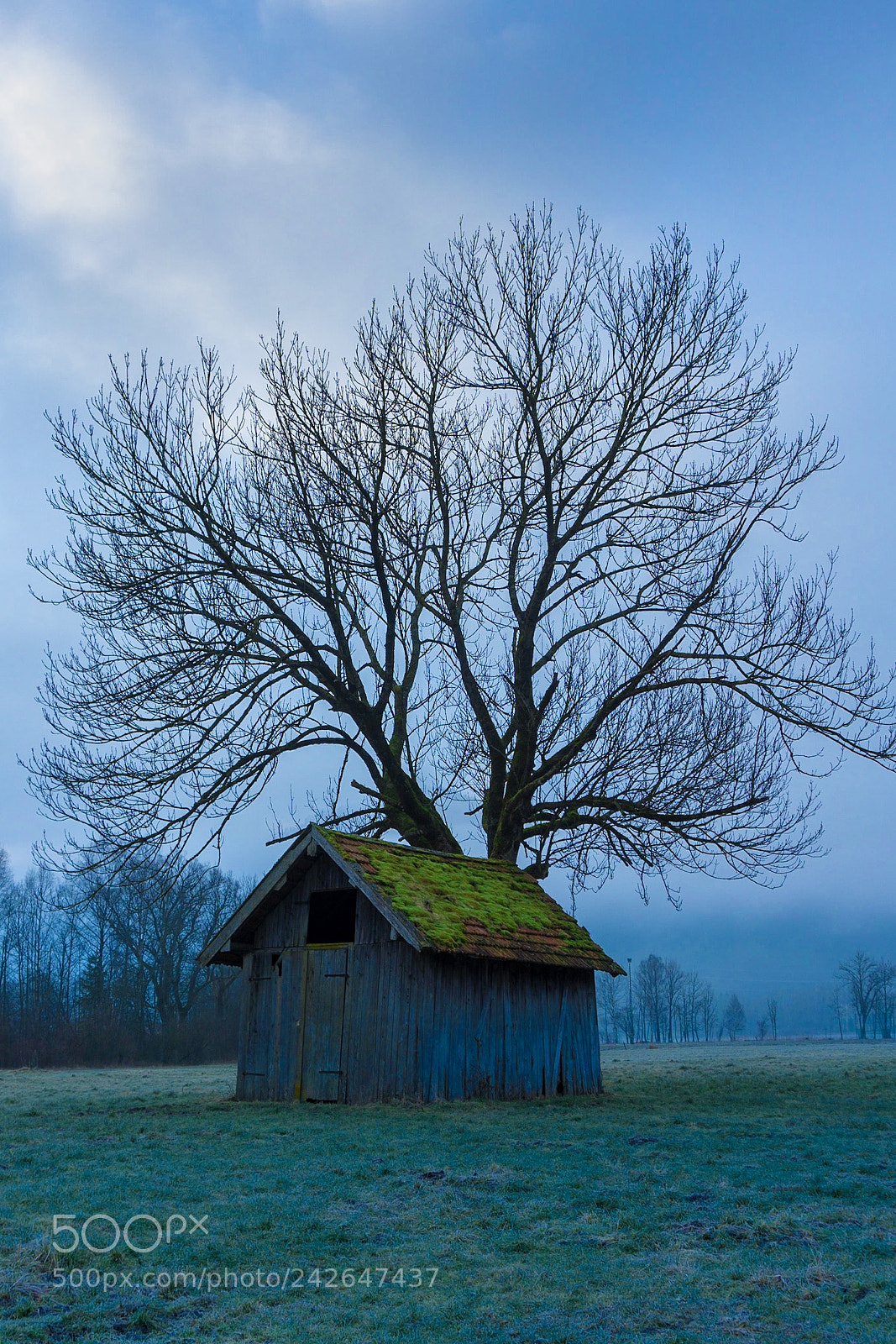 Sony a5100 sample photo. Old tree photography