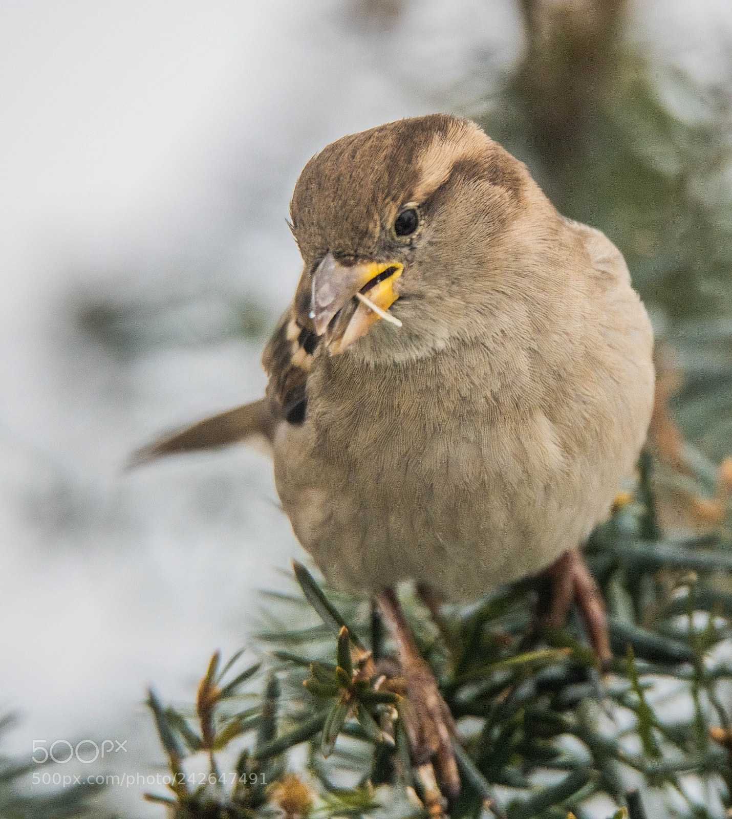 Nikon D850 sample photo. Sparrow on snowy bush! photography
