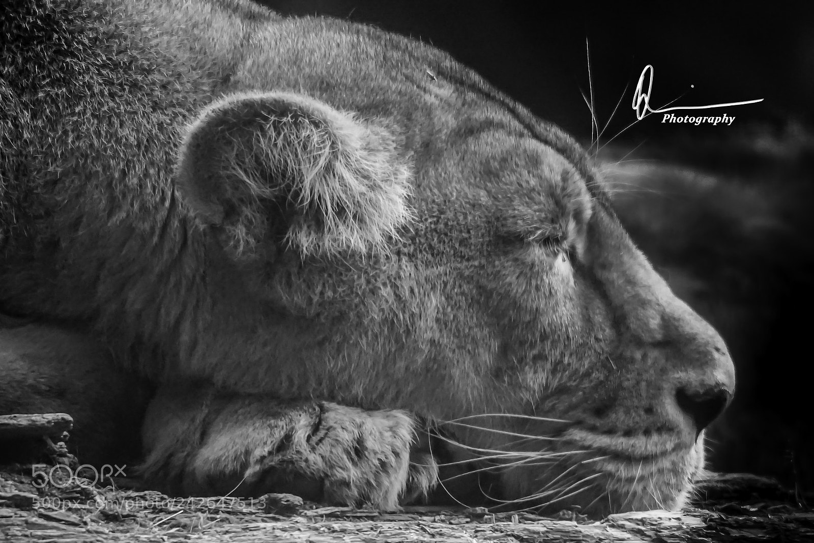 Sony a7 II sample photo. Let sleeping lions lie photography