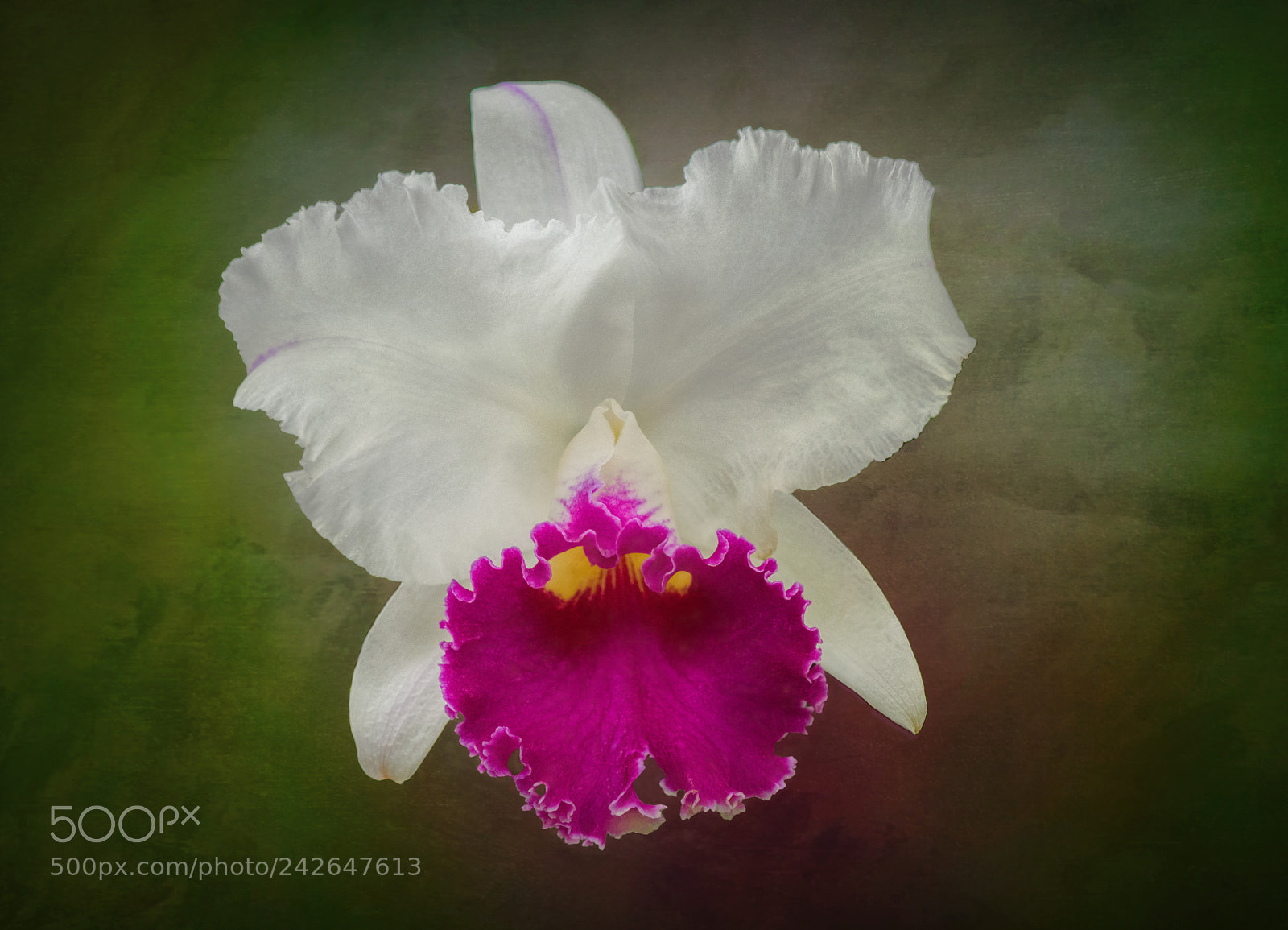 Nikon D850 sample photo. Cattleya orchid cattleya lueddemanniana photography