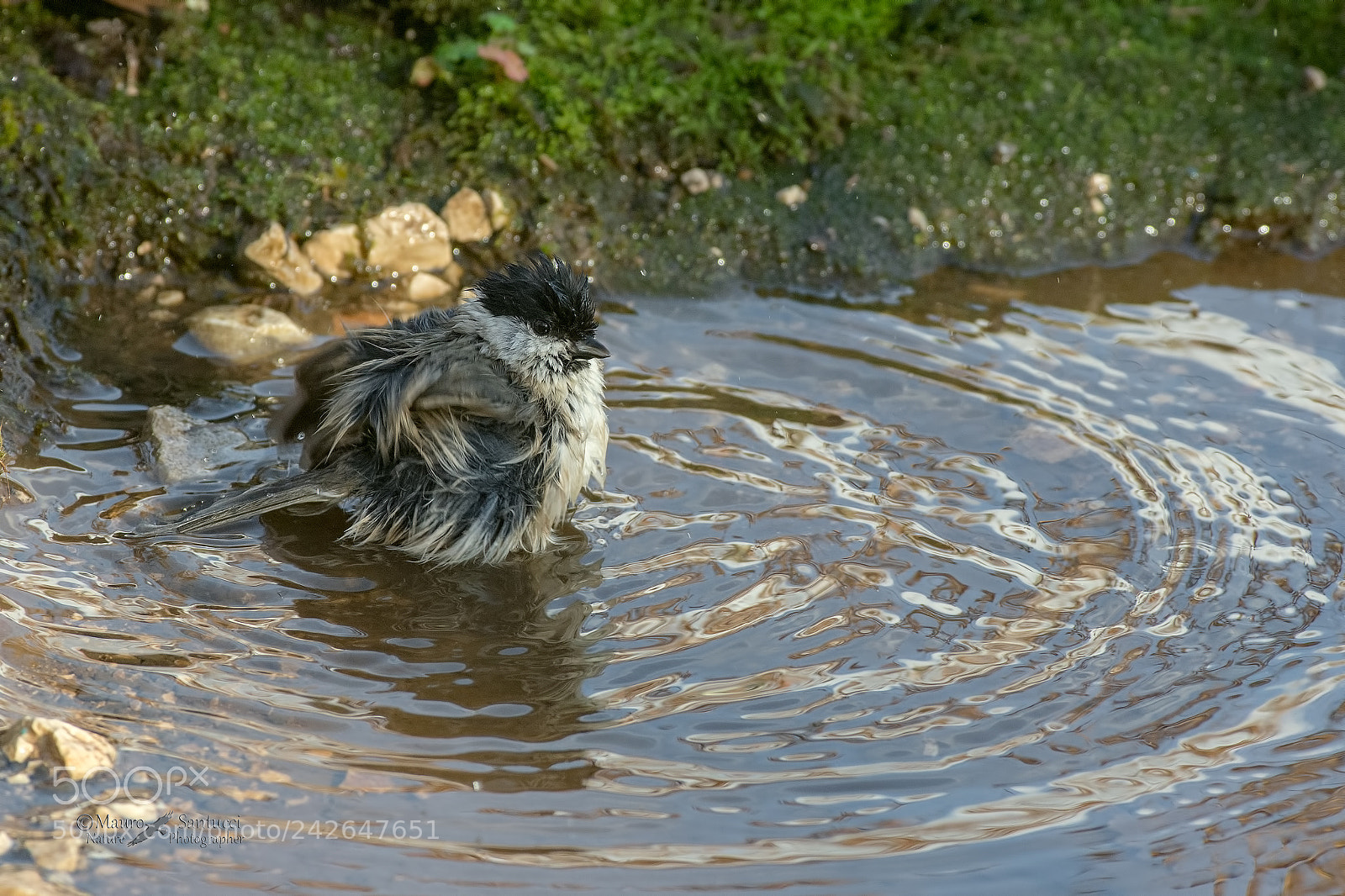 Nikon D7200 sample photo. Il bagnetto della bigia photography