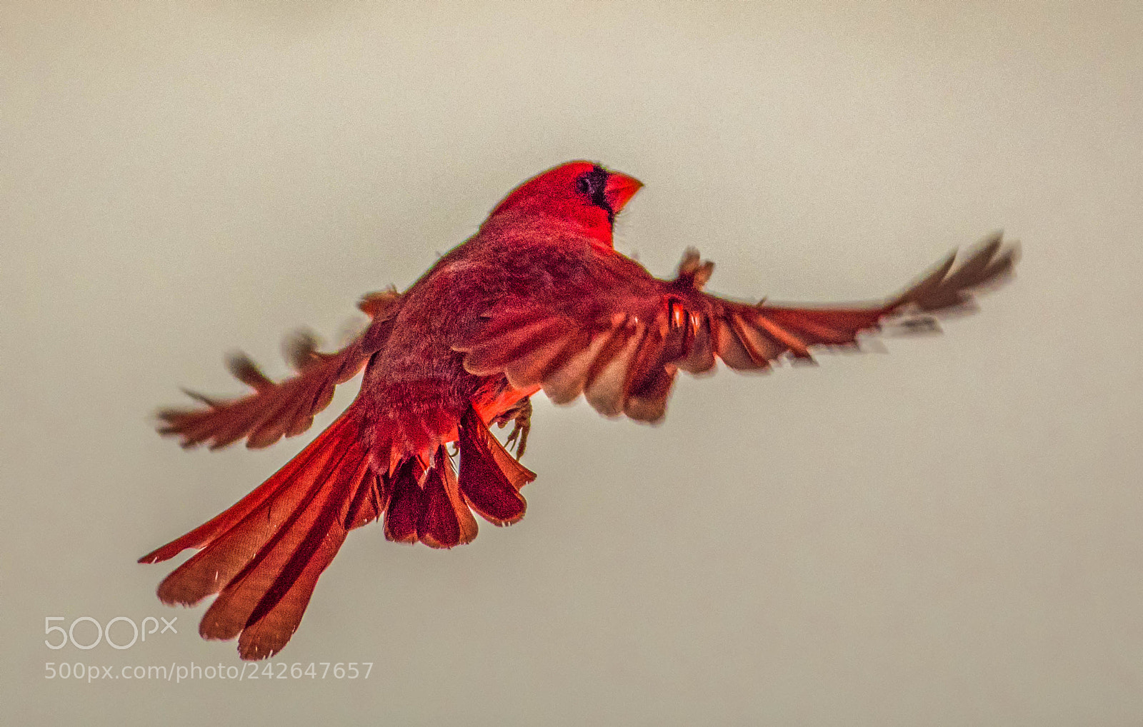 Nikon D850 sample photo. Dancing in the moonlight! photography