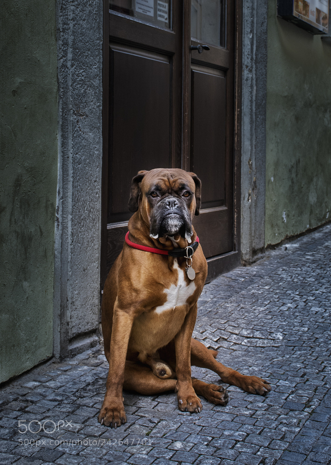 Nikon D7500 sample photo. Czech dog photography