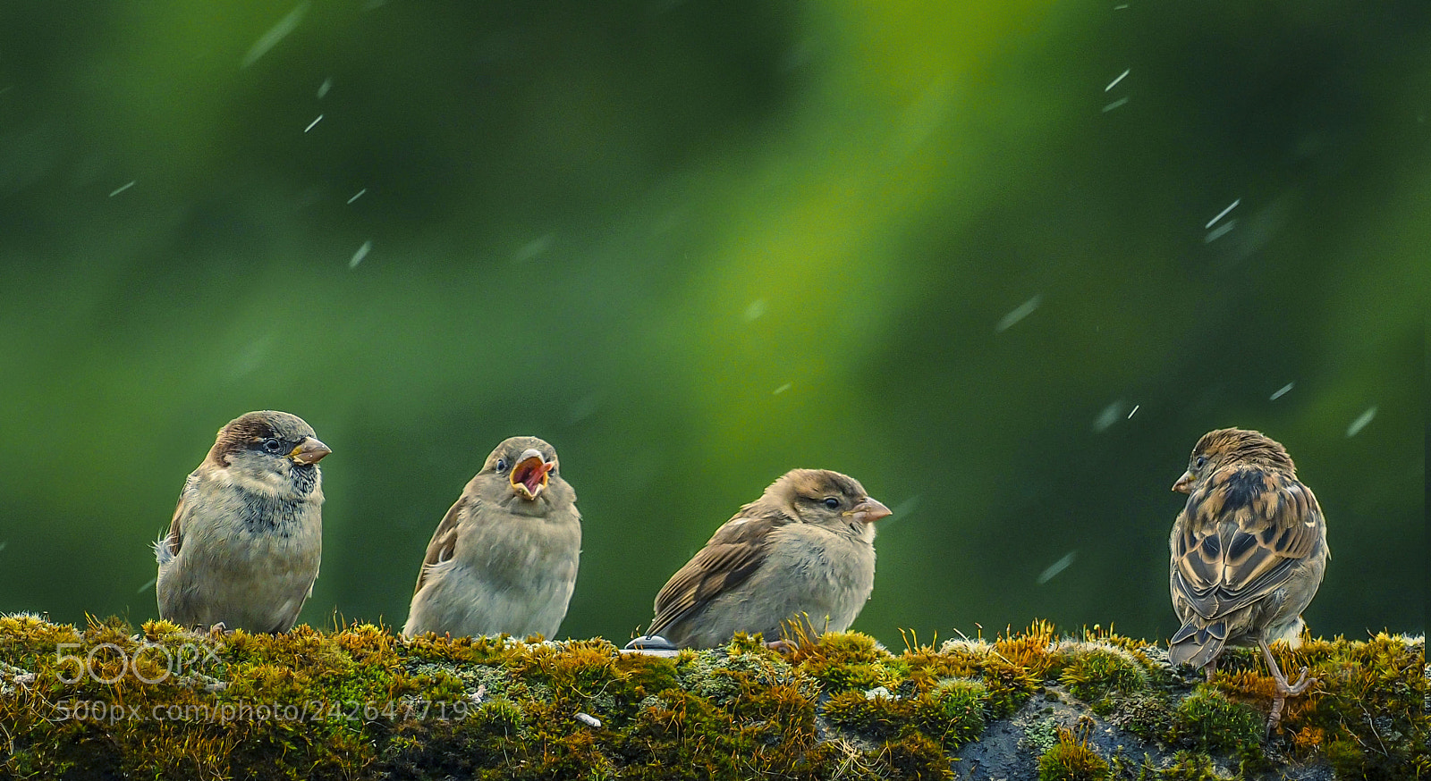 Olympus OM-D E-M1 sample photo. It's raining sparrows photography