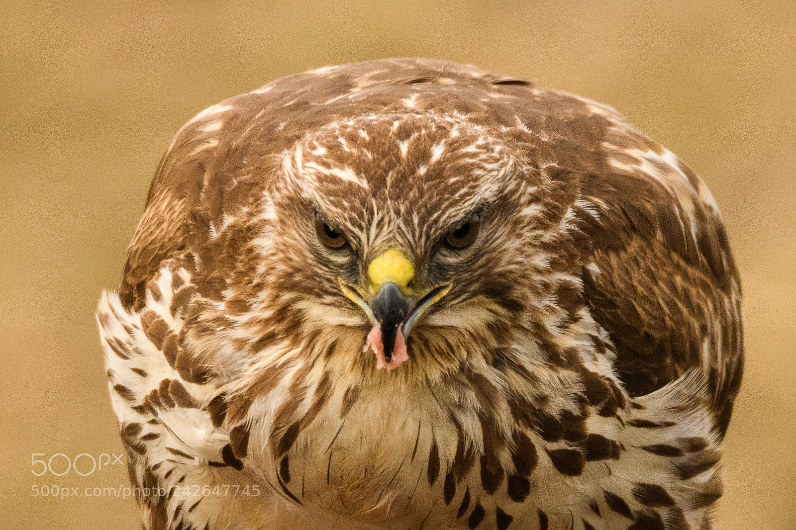 Nikon D850 sample photo. Hungry buzzard photography