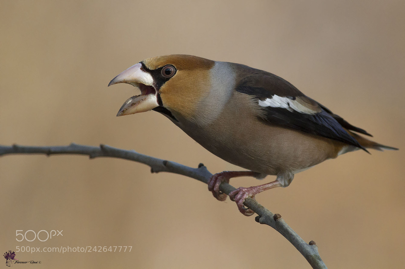 Canon EOS 7D sample photo. Hawfinch, frosone photography
