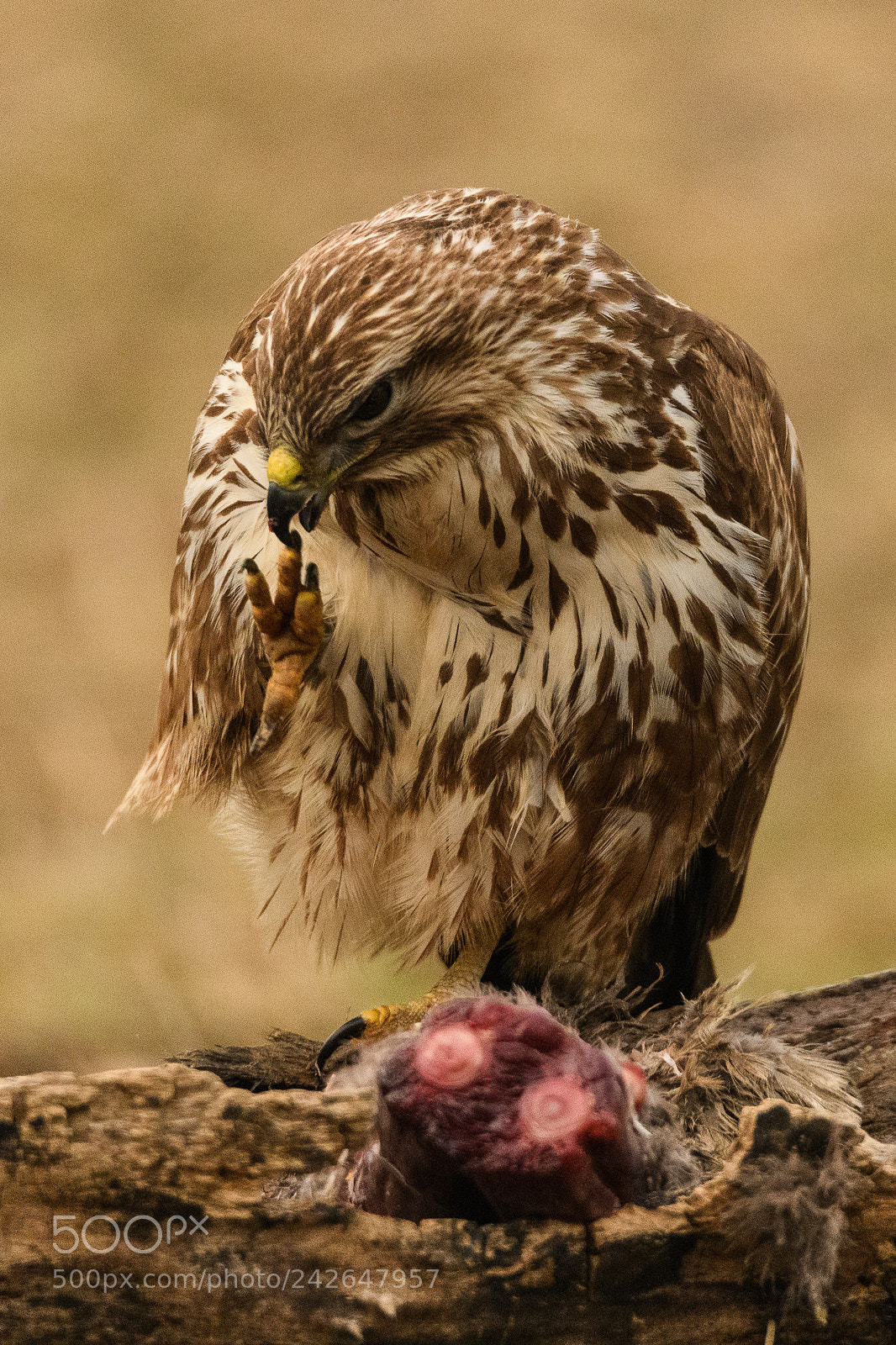 Nikon D850 sample photo. Buzzard cleaning photography