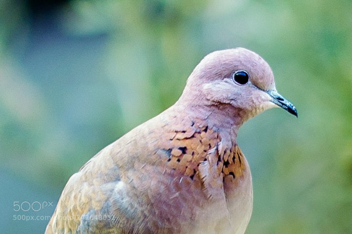 Nikon D810 sample photo. Pigeon photography