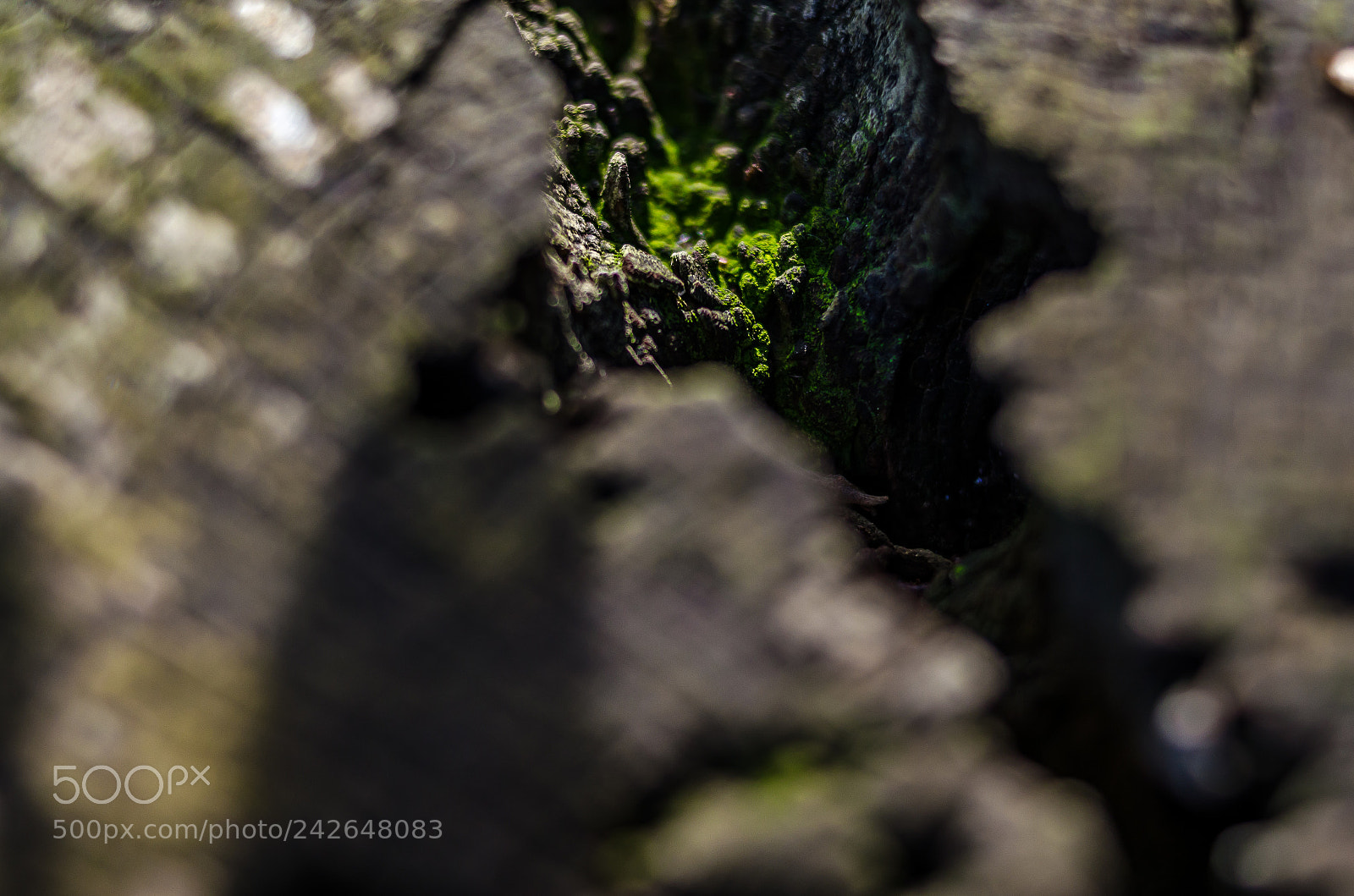 Nikon D5100 sample photo. Moss photography
