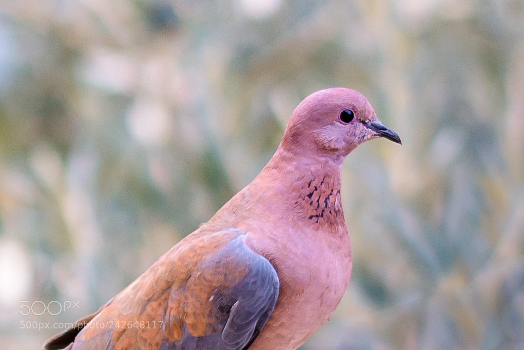 Nikon D810 sample photo. Pigeon photography