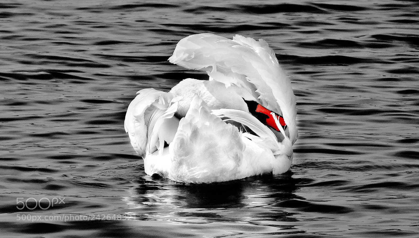 Sony DSC-HX200V sample photo. Swan  dance photography