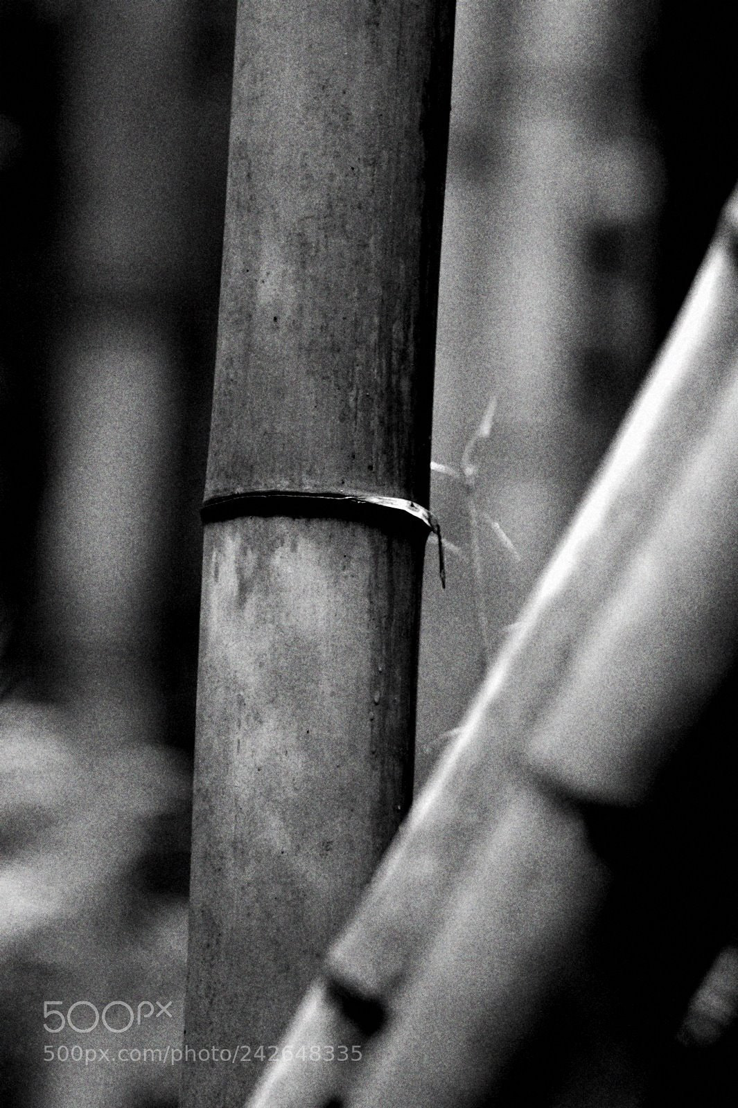 Pentax K10D sample photo. Japon 2010 - tokyo photography