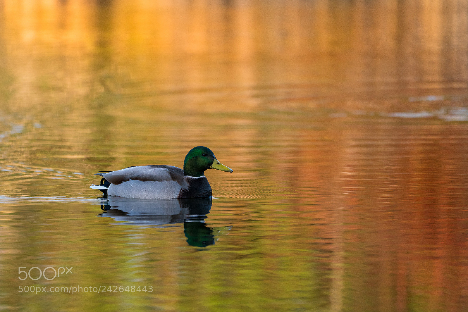 Sony a7R III sample photo. Mallard reflection in golden photography