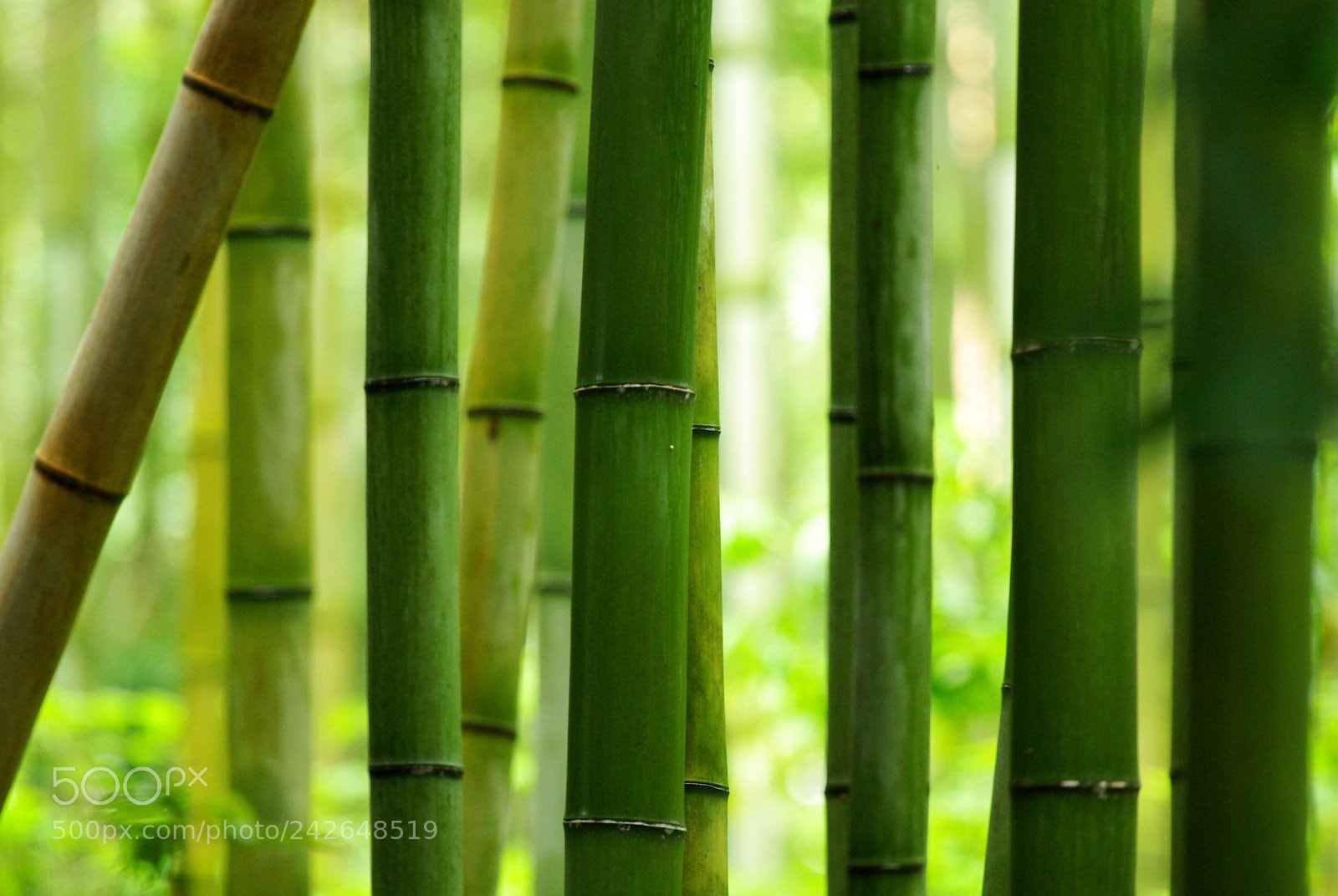 Pentax K10D sample photo. Japon 2010 - tokyo photography