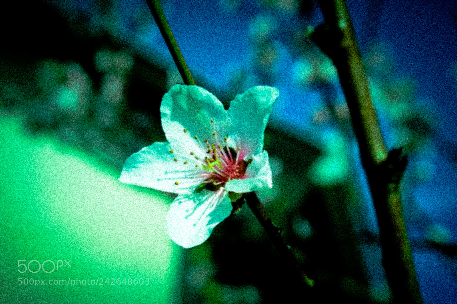 Canon EOS 100D (EOS Rebel SL1 / EOS Kiss X7) sample photo. A little spring photography
