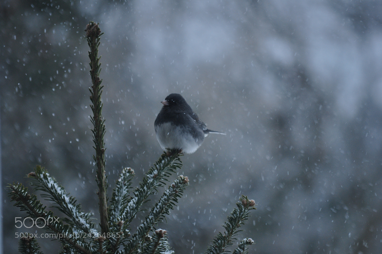 Nikon D5000 sample photo. Snowy perch photography