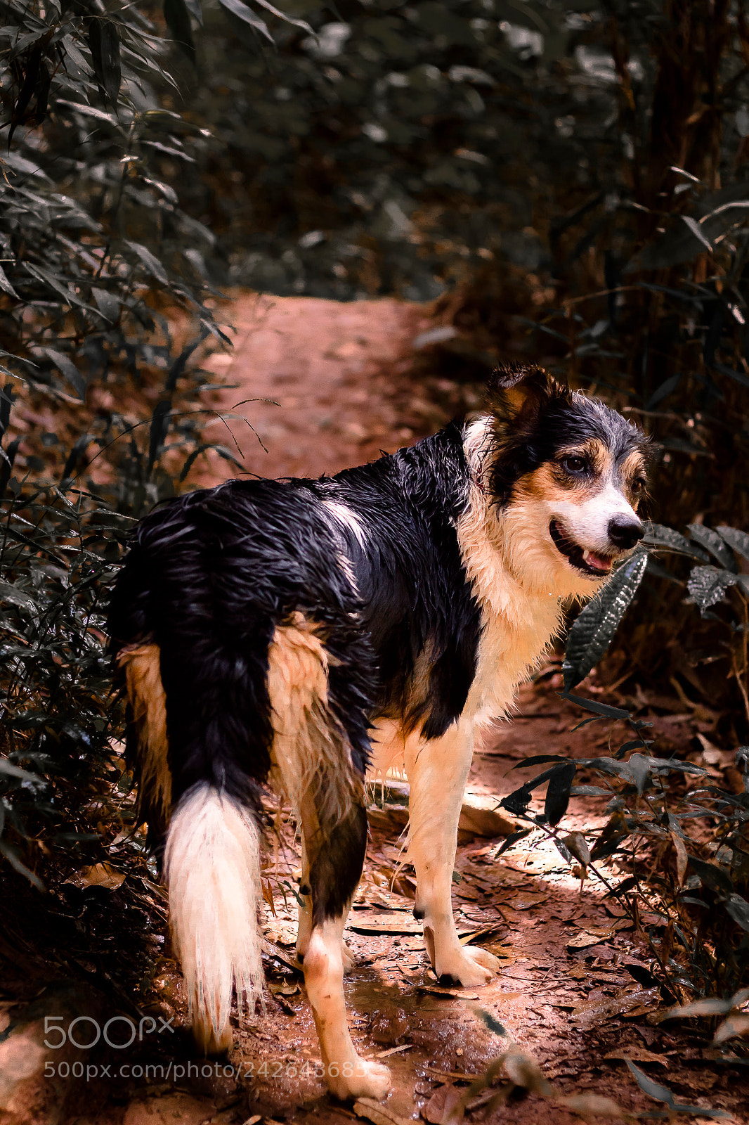 Canon EOS M3 sample photo. Dog for love photography