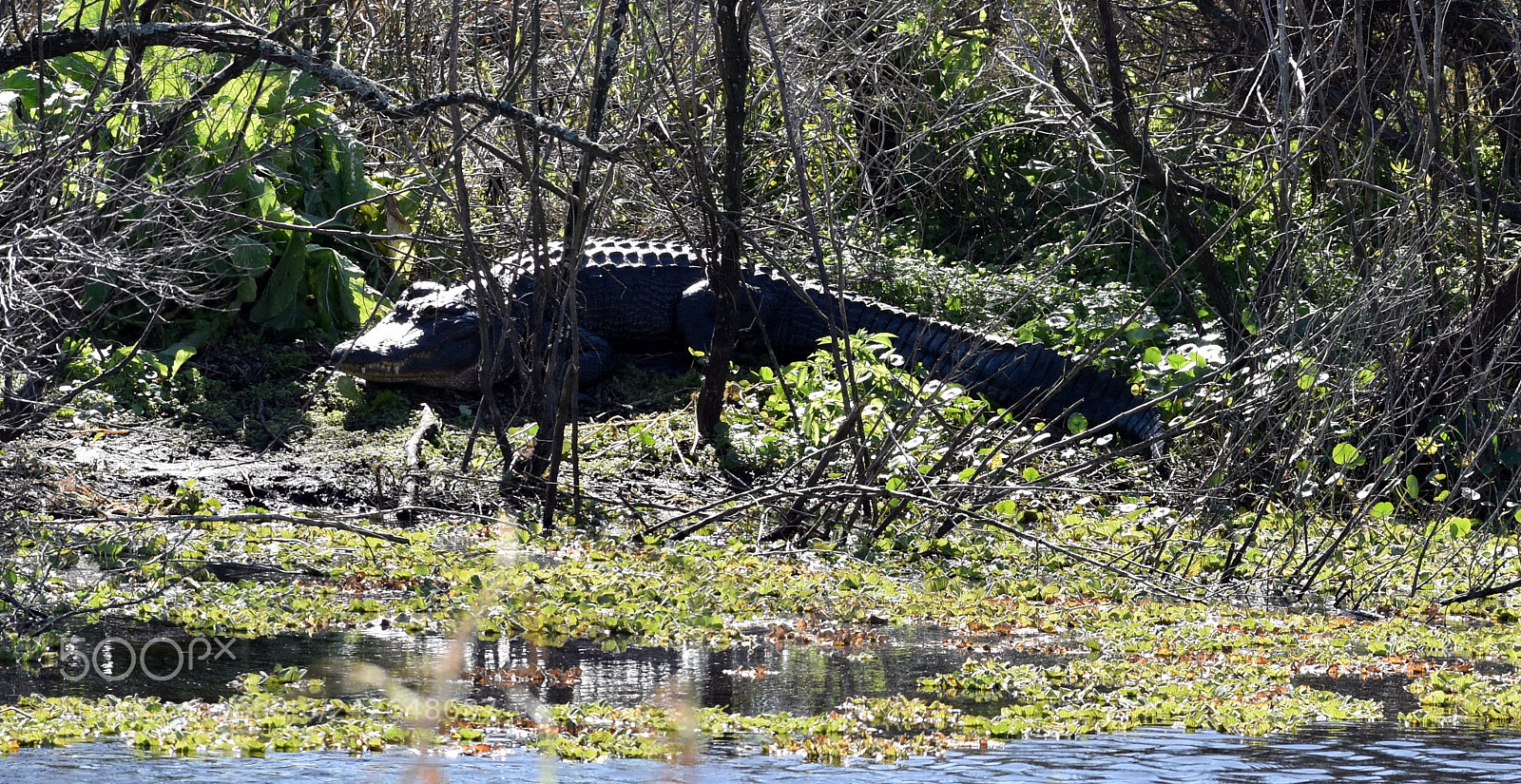 Nikon D5500 sample photo. American alligator photography