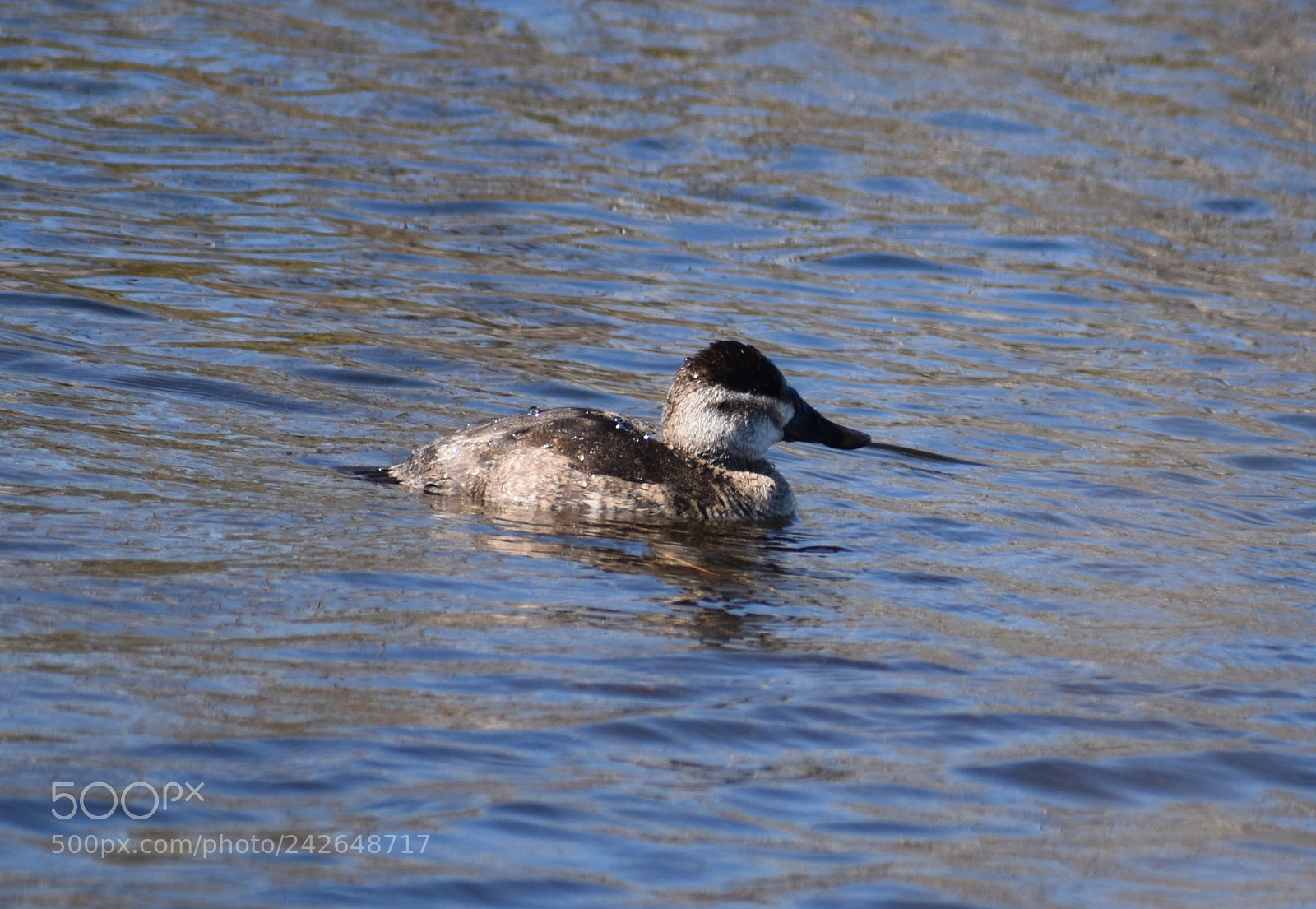 Nikon D5500 sample photo. Ruddy duck photography