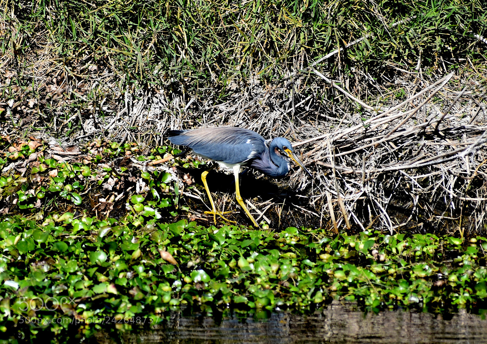 Nikon D5500 sample photo. Tricolored heron in breeding photography