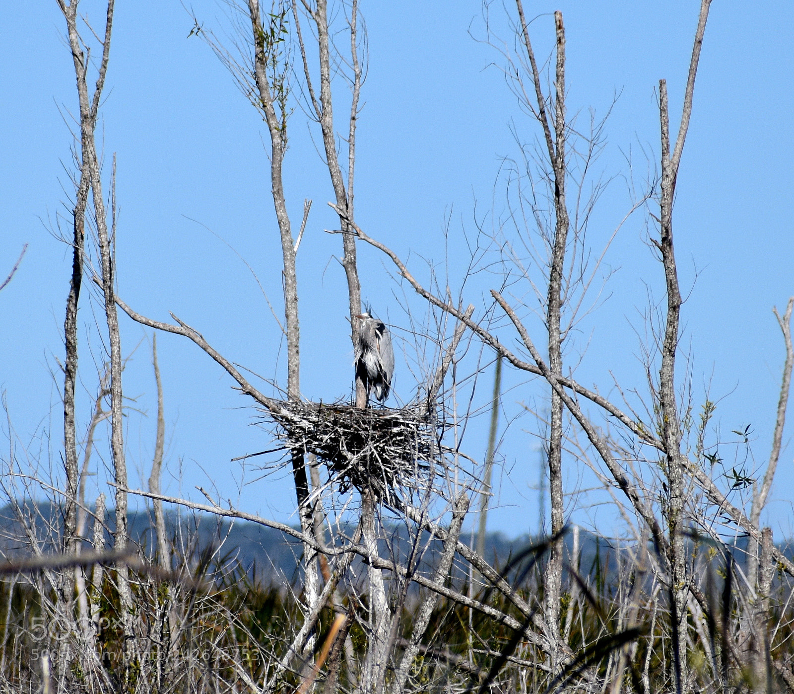 Nikon D5500 sample photo. Great blue heron photography