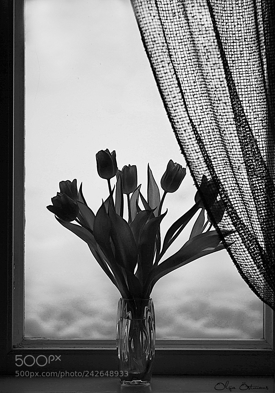 Canon EOS 550D (EOS Rebel T2i / EOS Kiss X4) sample photo. Tulips photography