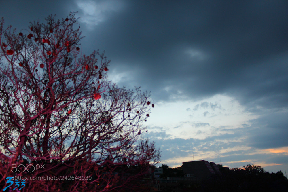 Canon EOS 1200D (EOS Rebel T5 / EOS Kiss X70 / EOS Hi) sample photo. Tallerwil photography
