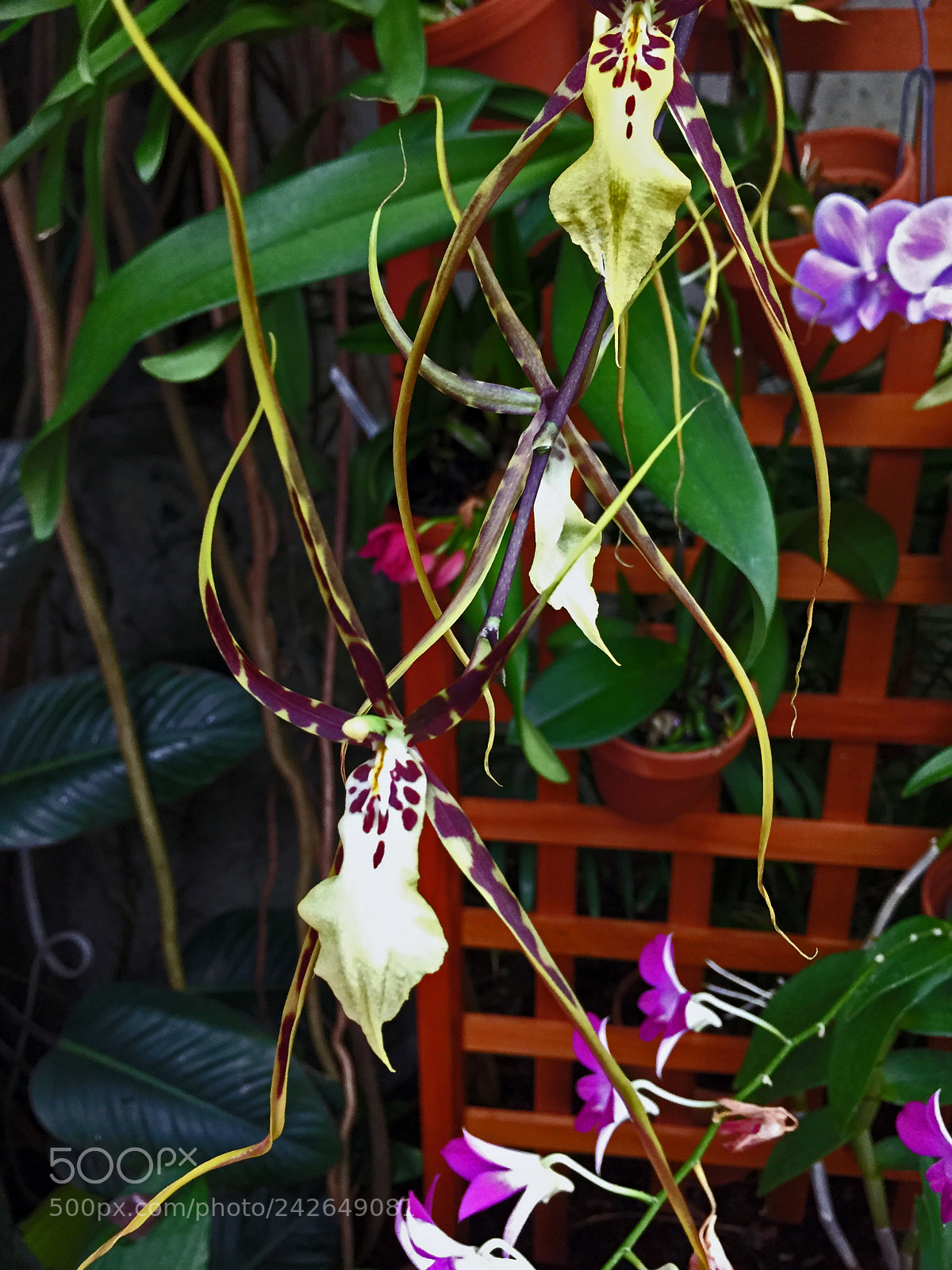Apple iPhone 6 sample photo. Orchid photography