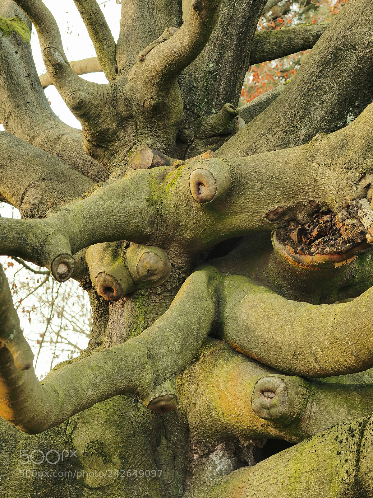 Olympus OM-D E-M1 sample photo. Sinuous branches photography