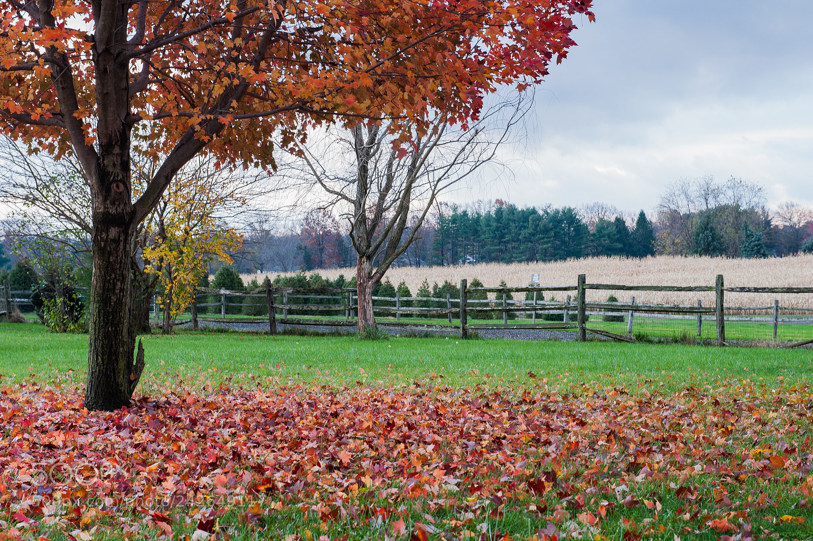 Nikon D700 sample photo. Autumn photography