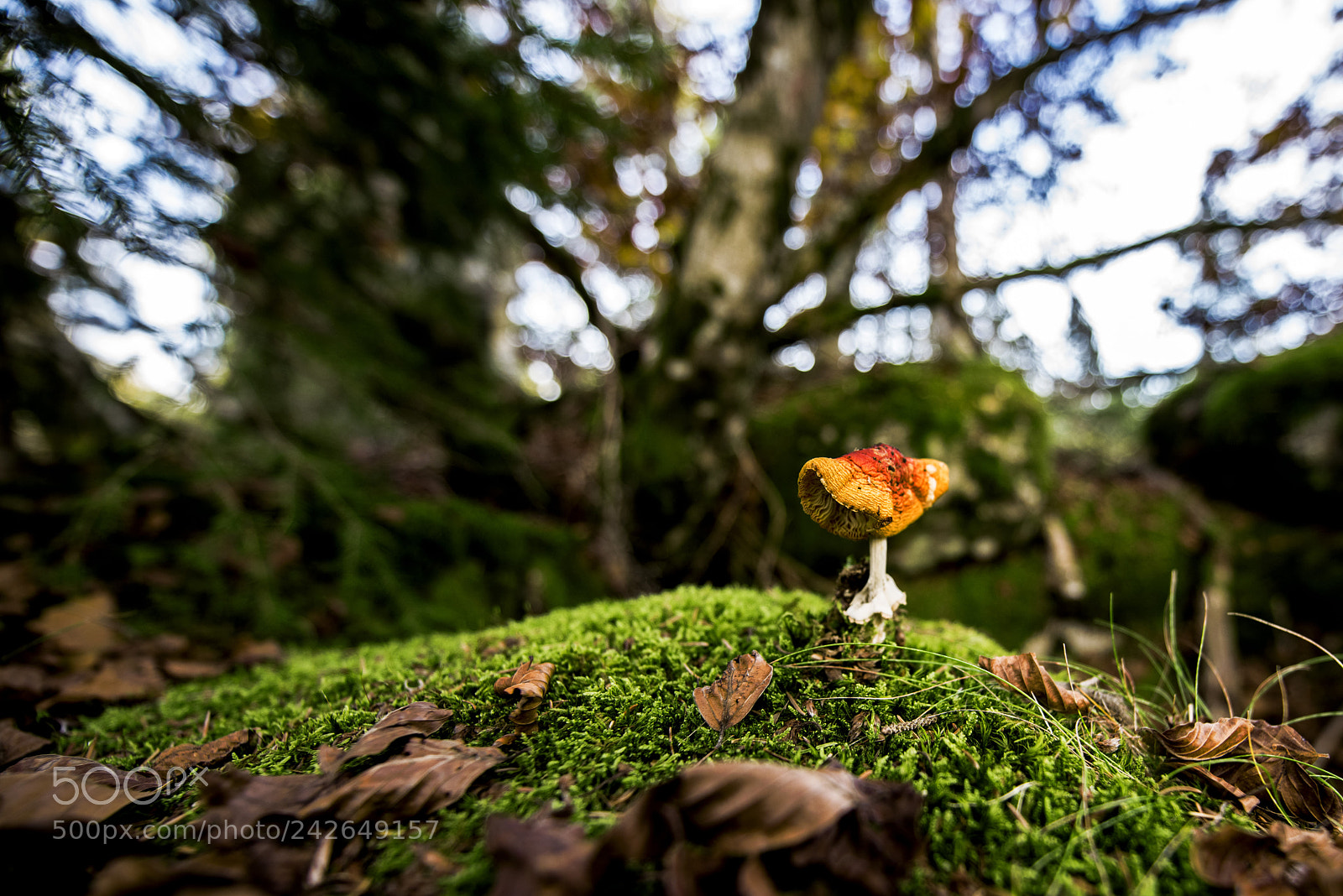 Nikon D810 sample photo. On the top of photography