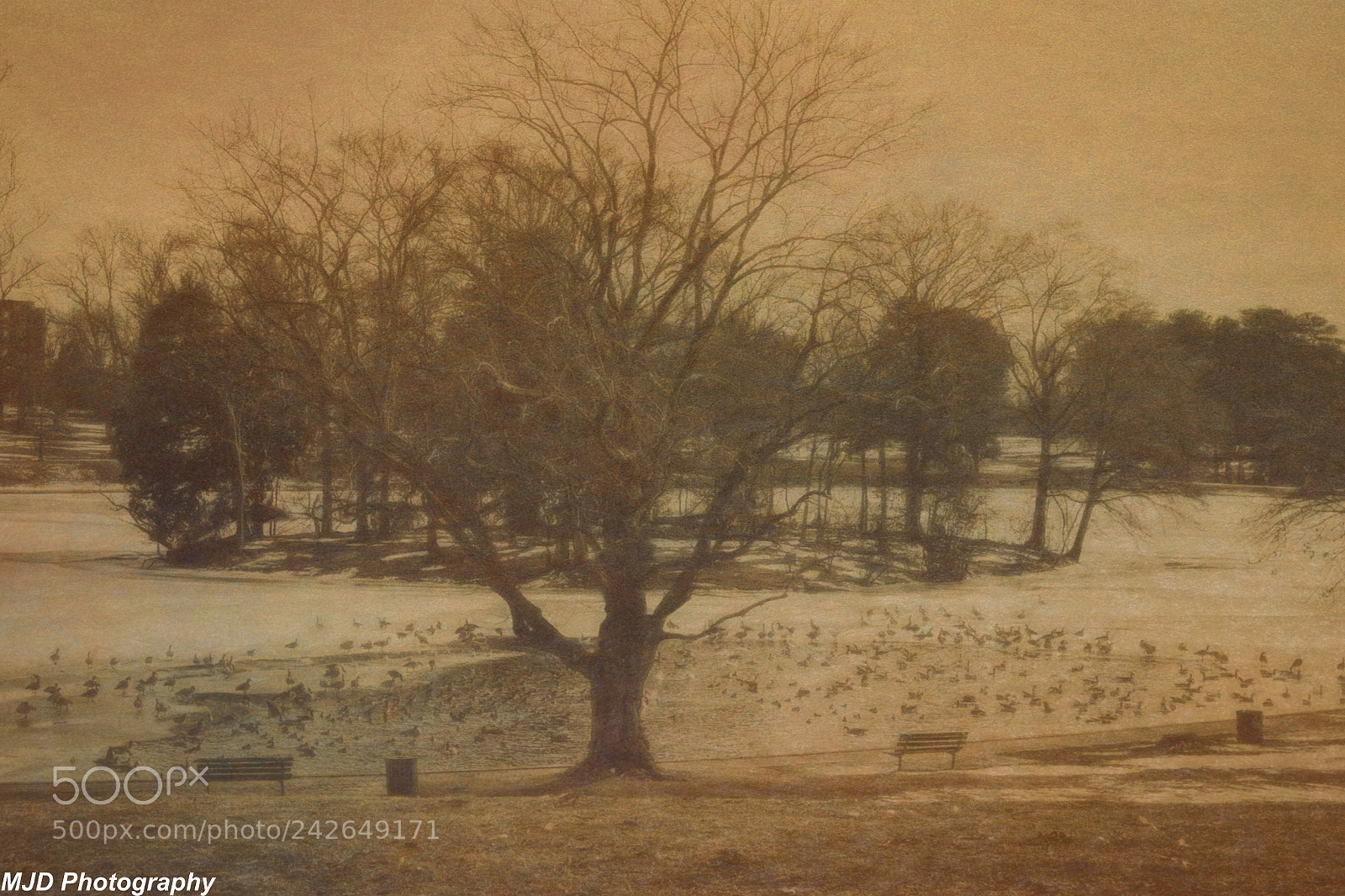 Sony Cyber-shot DSC-RX100 sample photo. Old school winter look photography