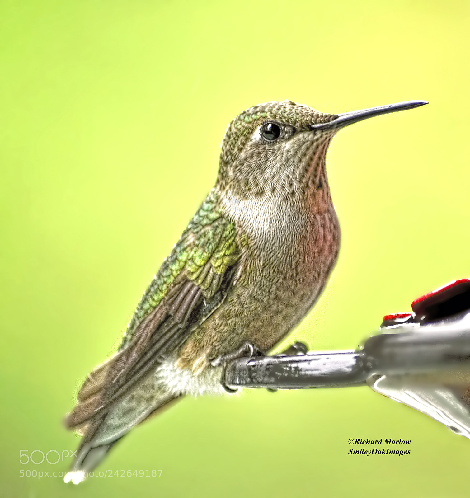 Nikon D5000 sample photo. Hummingbird photography