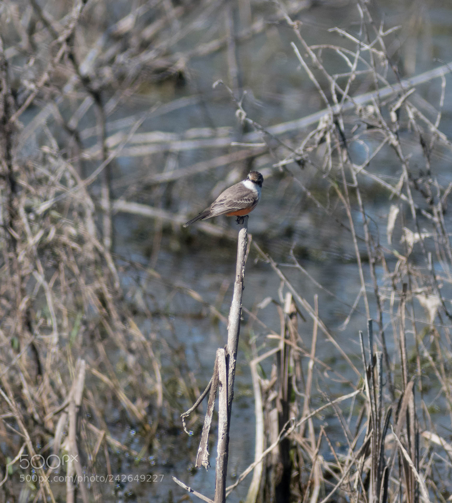 Nikon D5500 sample photo. Vermillion flycatcher photography