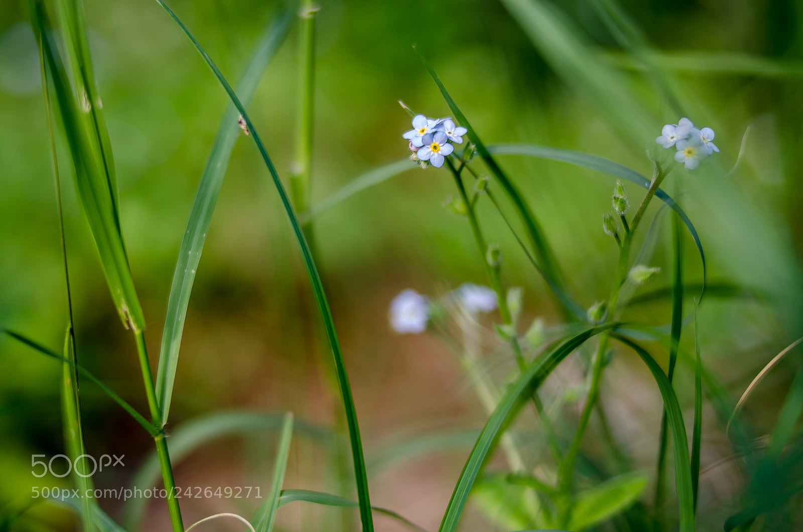Nikon D5100 sample photo. Summer blossom photography
