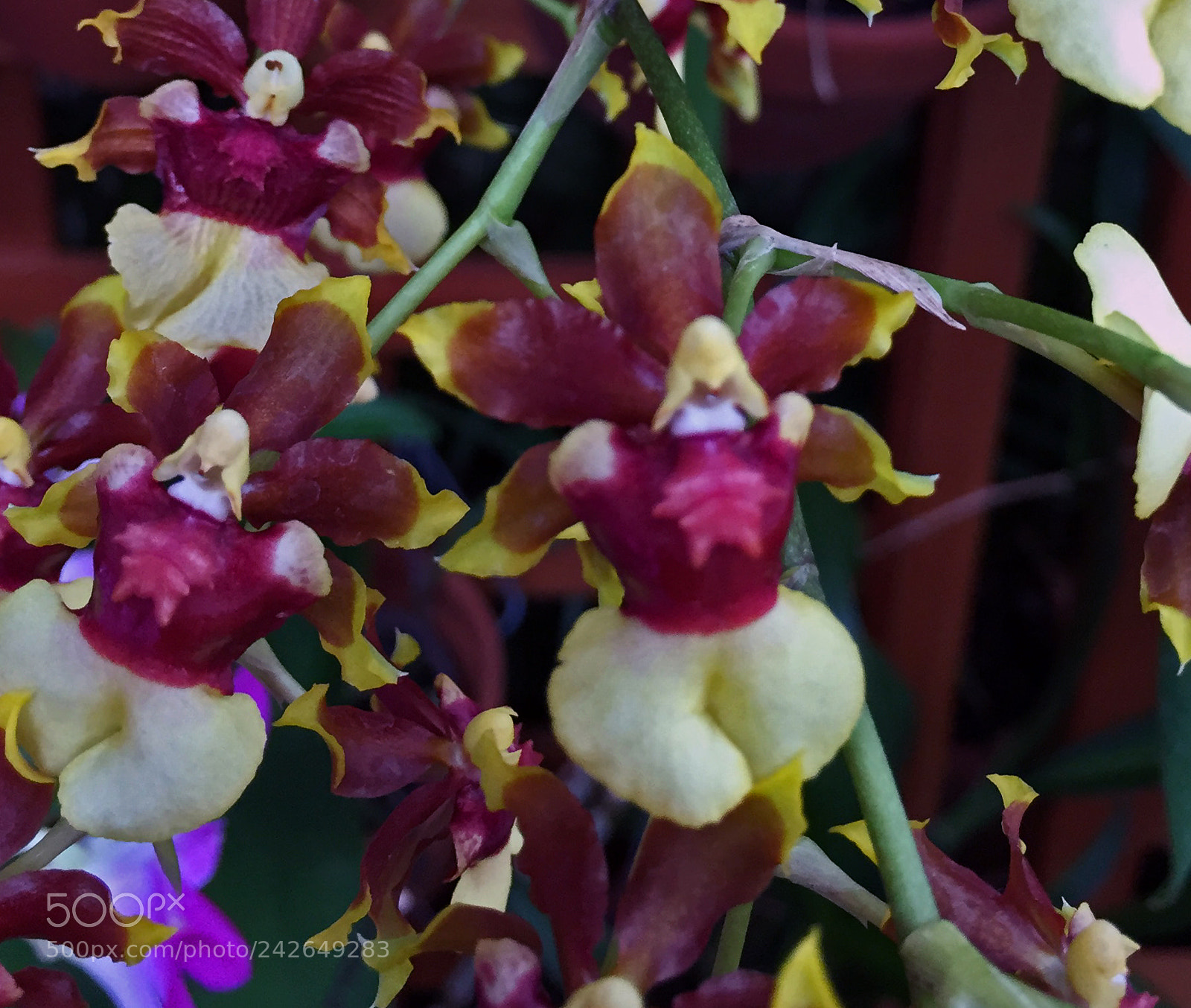 Apple iPhone 6 sample photo. Orchid photography