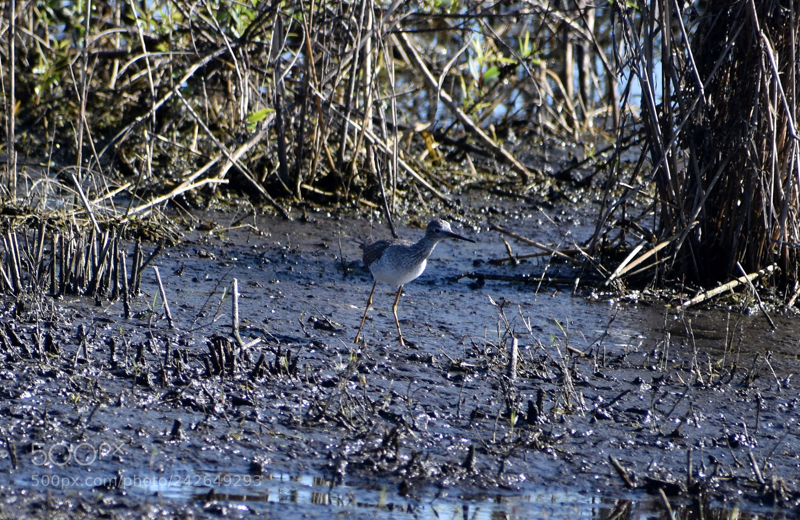 Nikon D5500 sample photo. Greater yellowlegs photography